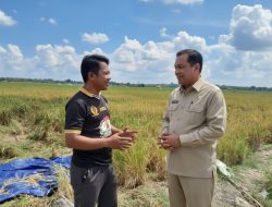110 Hektare Sawah Produktif, Desa Napal Sisik Sumbang 5 Ton Zakat Panen